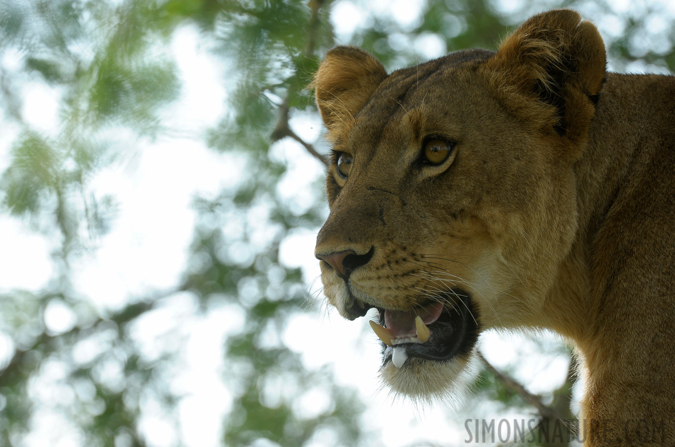 Panthera leo leo [400 mm, 1/400 Sek. bei f / 9.0, ISO 800]